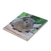 モルモット タイル (側面)