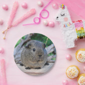 モルモット ペーパープレート (パーティー)