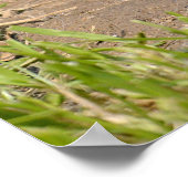 モルモット ポスター (角)