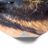 モルモット ポスター (角)