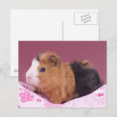モルモット ポストカード (正面/裏面)