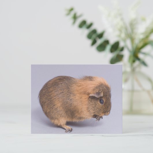 モルモット ポストカード (スタンド正面)