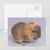 モルモット ポストカード (正面/裏面)