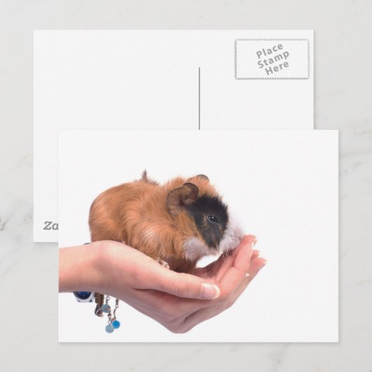 モルモット ポストカード (正面/裏面)