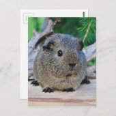 モルモット ポストカード (正面/裏面)