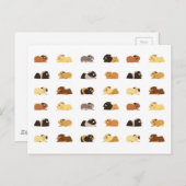 モルモット ポストカード (正面/裏面)