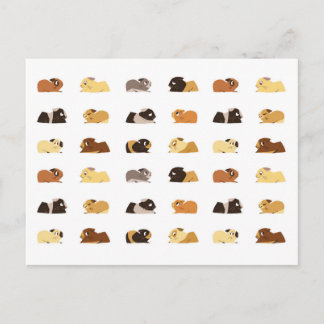 モルモット ポストカード