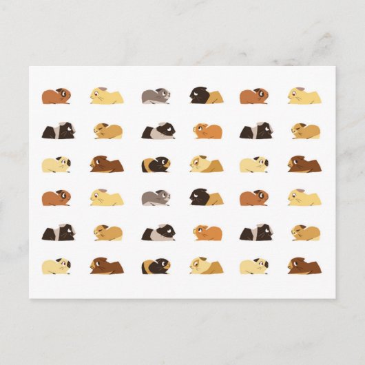 モルモット ポストカード (正面)