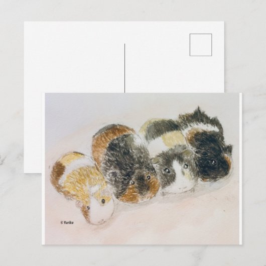 モルモット ポストカード (正面/裏面)