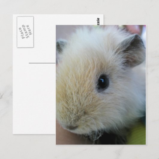 モルモット ポストカード (正面/裏面)
