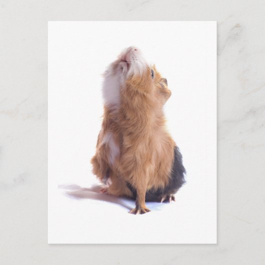 モルモット ポストカード (正面)
