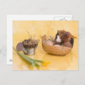 モルモット ポストカード (正面/裏面)