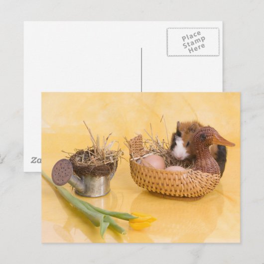 モルモット ポストカード (正面/裏面)