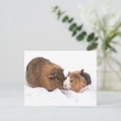 モルモット ポストカード (スタンド正面)