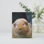 モルモット ポストカード (スタンド正面)