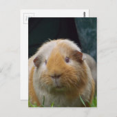 モルモット ポストカード (正面/裏面)
