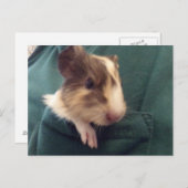 モルモット ポストカード (正面/裏面)