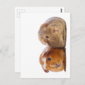 モルモット ポストカード (正面/裏面)