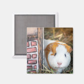 モルモット マグネット (正面/裏面)