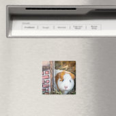 モルモット マグネット (インサイチュ (食洗機))