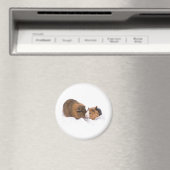 モルモット マグネット (インサイチュ (食洗機))