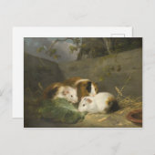 モルモット(George Morland) ポストカード (正面/裏面)