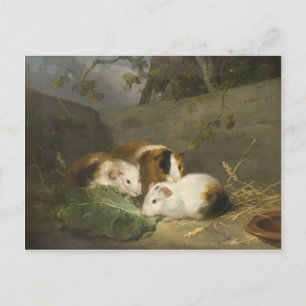 モルモット(George Morland) ポストカード