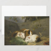モルモット(George Morland) 便箋 (正面/裏面)