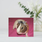 モルモットBow 2 ポストカード (スタンド正面)