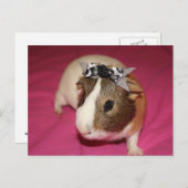 モルモットBow 2 ポストカード (正面/裏面)