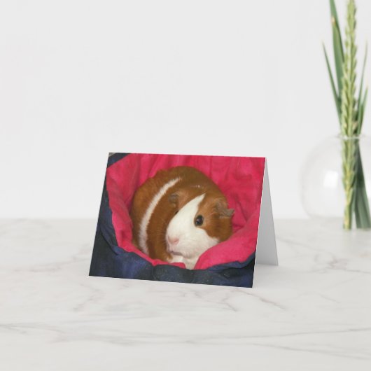 モルモットin a Cozie Notecard カード (正面)