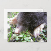 モル顔と爪のクローズアップ ポストカード (正面/裏面)