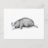 モル ポストカード (正面)