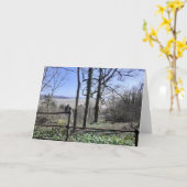 モレカムベイビュー カード (黄色い花)