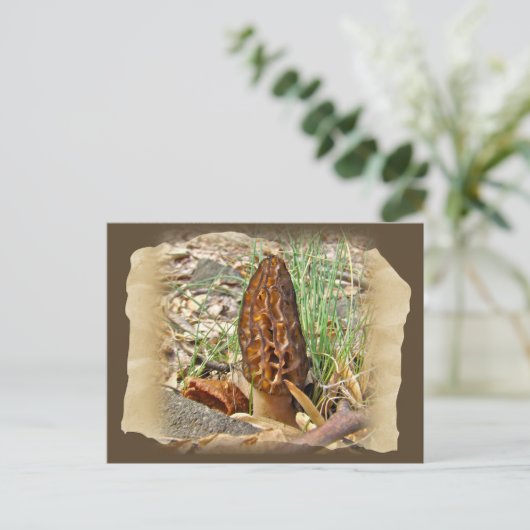 モレルキノコ ポストカード (スタンド正面)