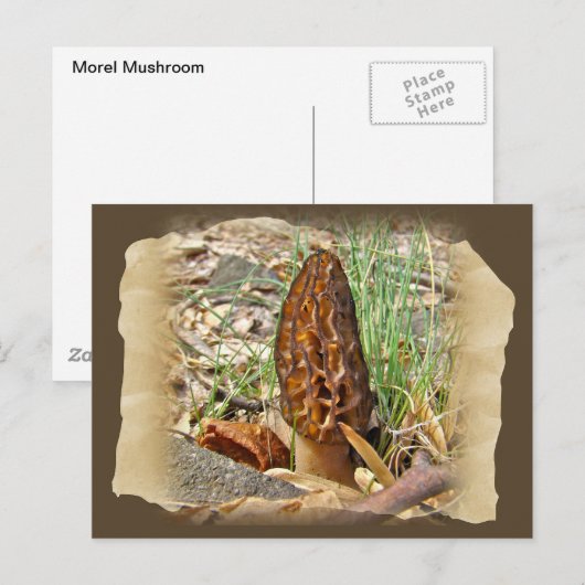 モレルキノコ ポストカード (正面/裏面)