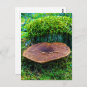 モレルマッシュルーム緑の自然草のコテージ ポストカード (正面/裏面)