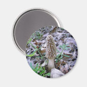 モレル・キノコ磁石 マグネット (正面/裏面)