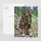 モレル・キノコ ポストカード (正面/裏面)