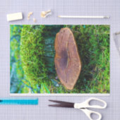 モレル・マッシュルーム・グリーン・自然・グラス 薄葉紙 (クラフト)