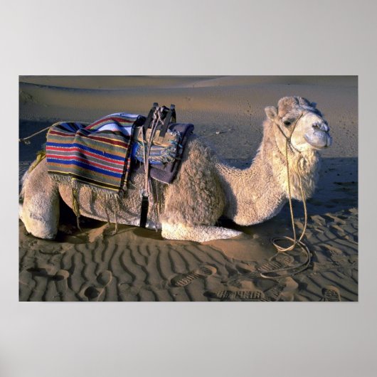 モロッコのメルツガ近郊サハラ砂漠 ポスター (正面)