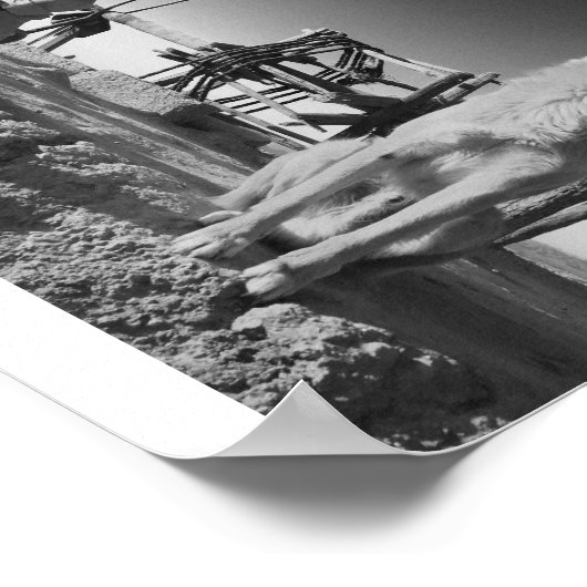 モロッコ犬 ポスター (角)