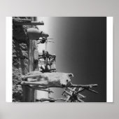 モロッコ犬 ポスター (正面)