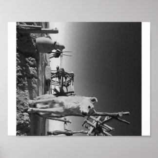 モロッコ犬 ポスター