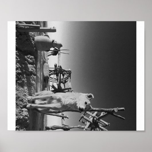 モロッコ犬 ポスター (正面)