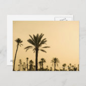 モロッコ,夕暮れのヤシの木 ポストカード (正面/裏面)