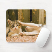 モロッコ，子猫2 マウスパッド (マウス)