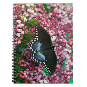 モンガラチョウ   Phoebis 属の仲間 ノートブック