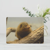 モンガースツリーブランチ 招待状 (スタンド正面)