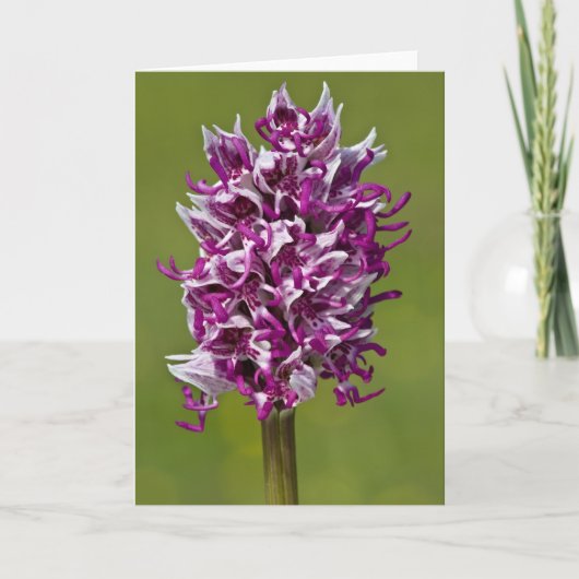 モンキーオーキッド – グリーティングカード (正面)